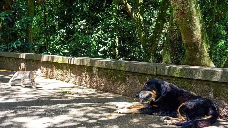 Onda de calor: vereadores sugerem que prefeitura instale bebedouros para animais em Curitiba