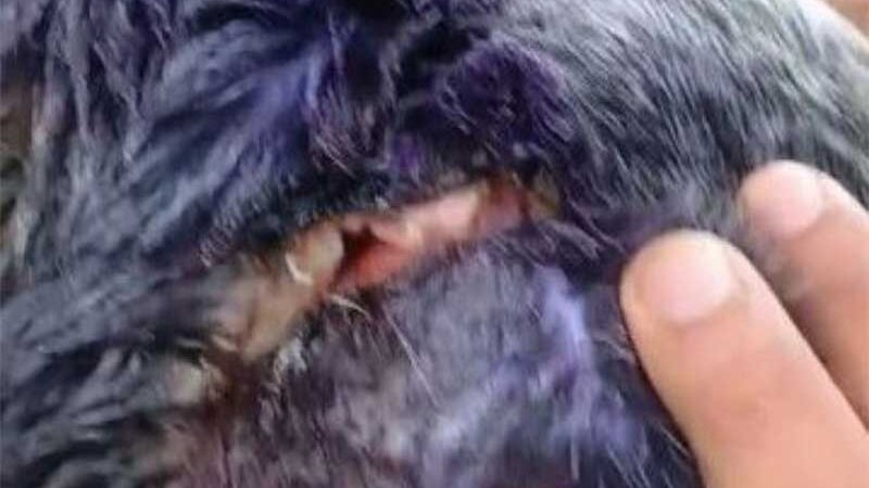 Homem é preso por maus-tratos a cachorro em Goioerê, PR
