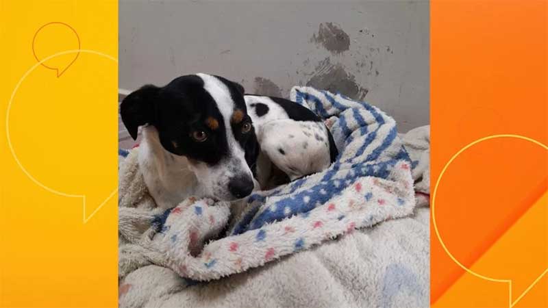 Cachorro que foi agredido por seu ex-tutor recebe doação da loja em Ponta Grossa, PR