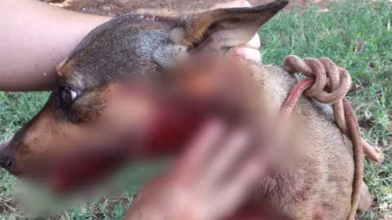 Cachorra passa por cirurgia após ser baleada na mandíbula na Estrada Paraíso, em Umuarama, PR