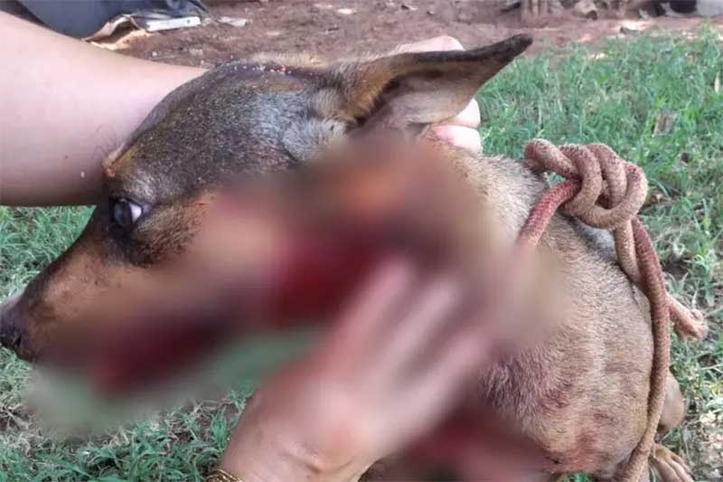 Cachorra passa por cirurgia após ser baleada na mandíbula na Estrada Paraíso, em Umuarama, PR
