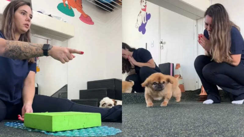 VÍDEO: cachorro idoso surpreende fisioterapeuta após meses sem andar