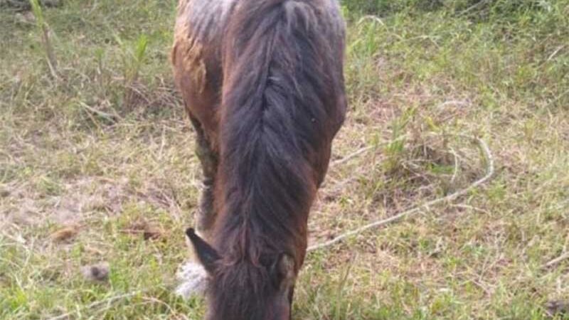 Após sofrer maus-tratos, cavalo é sacrificado em União da Vitória, PR