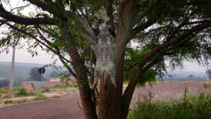 Gata é encontrada enforcada em árvore na região norte de Cascavel, PR