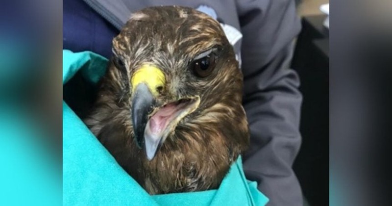 Portugal: GNR salva águia de asa redonda ferida em Trás-os-Montes