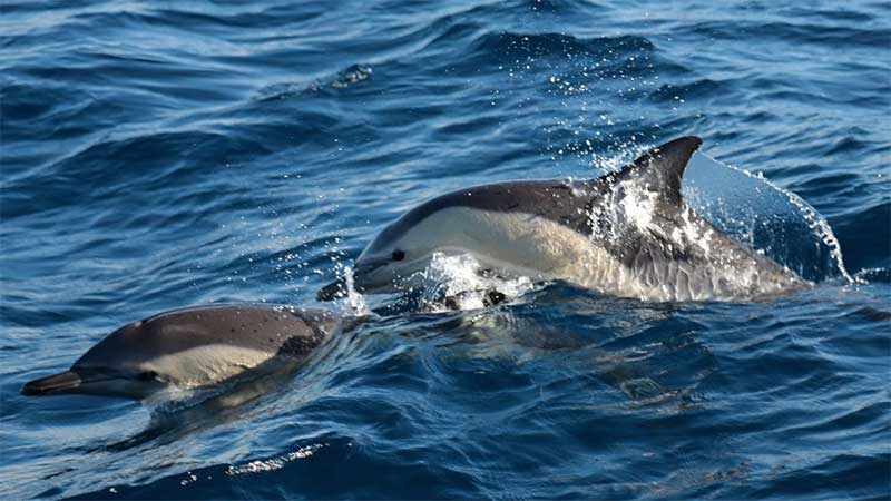 Empresa açoriana acaba com natação com golfinhos selvagens