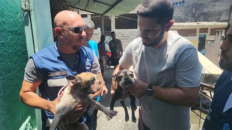 cães resgatados em Acari — Foto: Divulgação