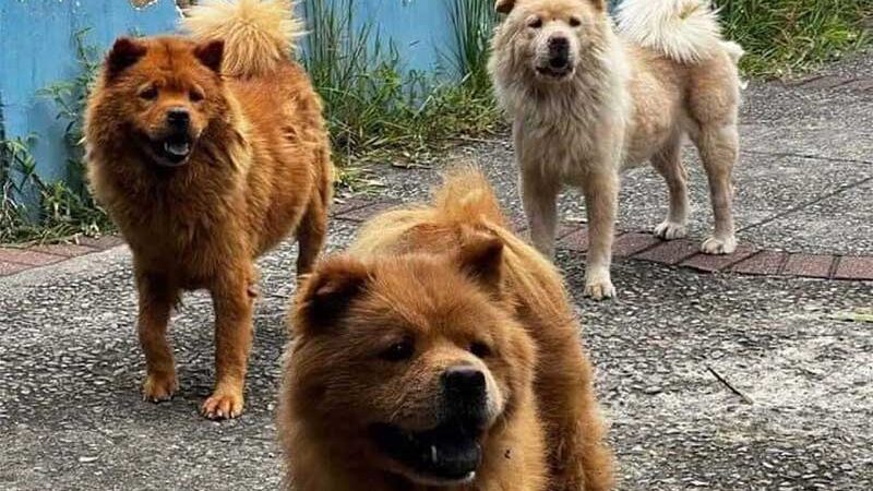 Rio: cachorros que foram abandonados em Coelho Neto são resgatados após denúncia de moradores