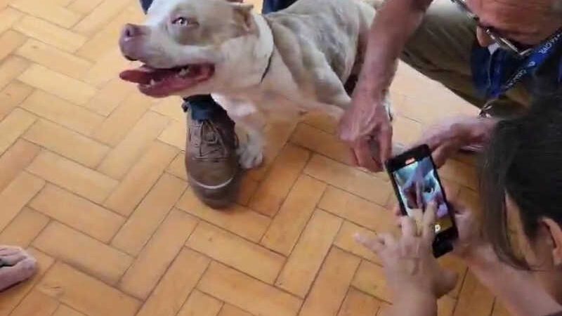 Rio: cadela é resgatada em apartamento após denúncias de que tutor tentou afogá-la