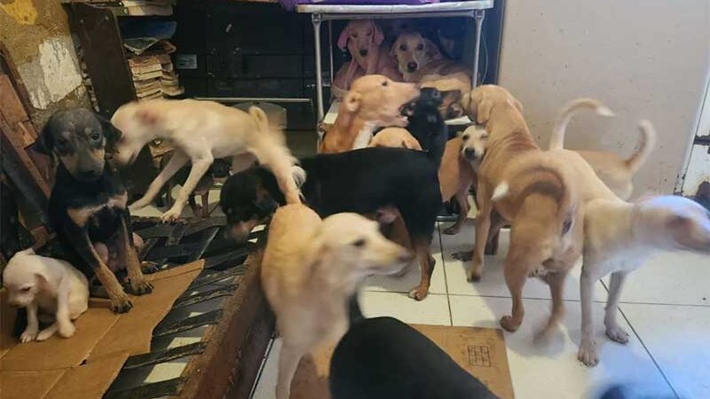 Mais de 20 cachorros vítimas de maus-tratos são resgatados na Rocinha, no Rio