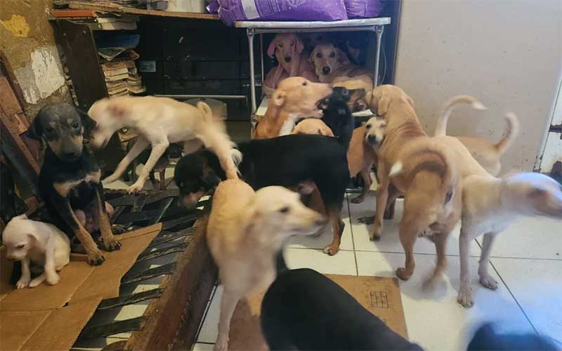 Mais de 20 cachorros vítimas de maus-tratos são resgatados na Rocinha, no Rio