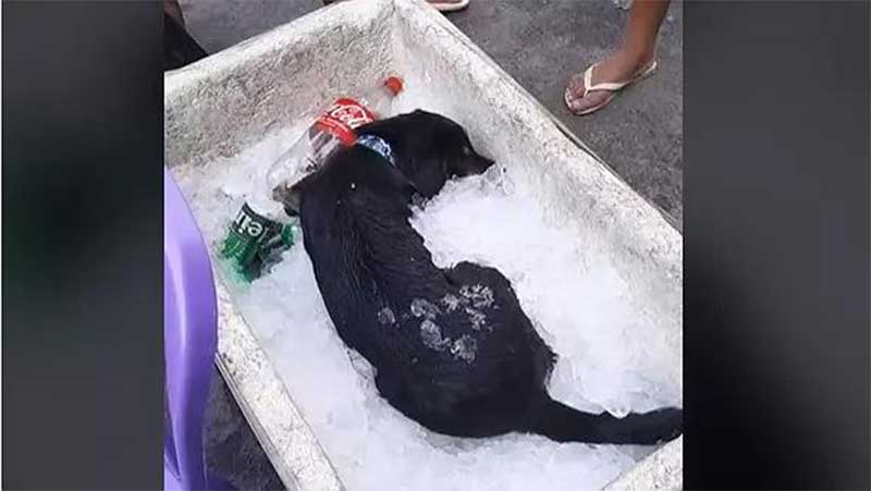 Cachorro se deita em isopor com gelo no Rio, viraliza e acende alerta sobre cuidados com pets no calor extremo
