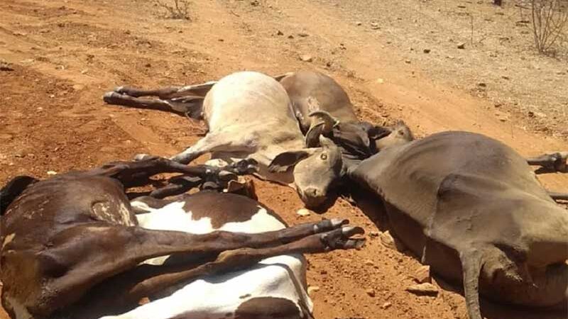 Mais de 25 animais morrem na zona rural de Jucurutu (RN) e Idiarn é acionado para investigação