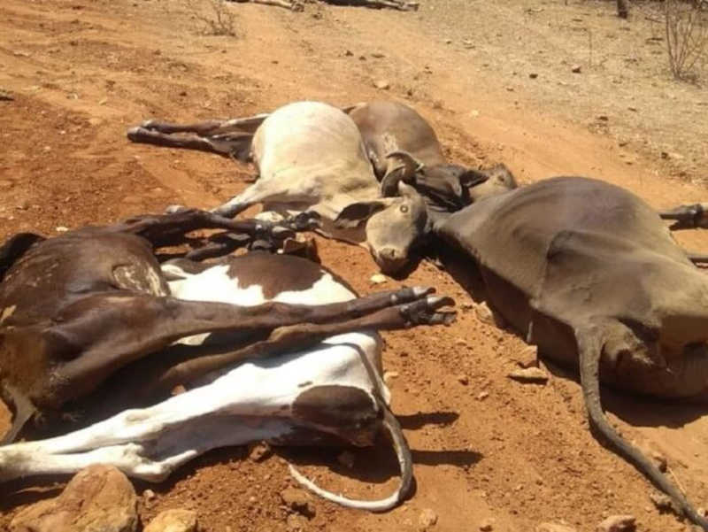 Animais mortos em Jucurutu, RN: amostras seguem em análise pelo Idiarn