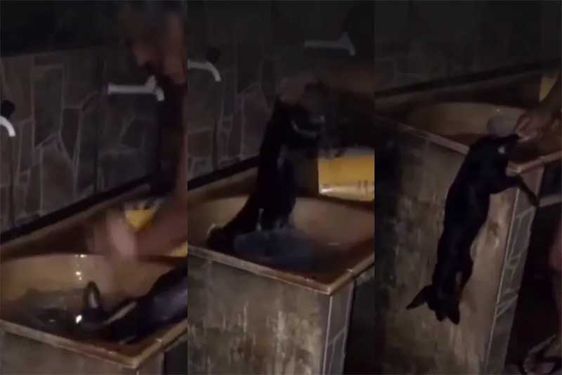 Polícia investiga homem filmado agredindo e afogando cachorro em tanque de água, em RO