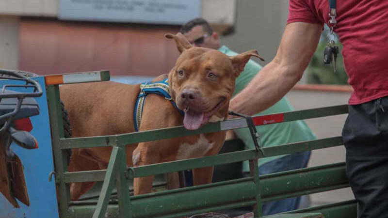 Prefeitura de Porto Velho (RO) divulga chamamento para cadastrar entidades interessadas em receber ração para cães e gatos