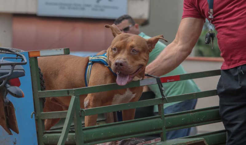 Prefeitura de Porto Velho (RO) divulga chamamento para cadastrar entidades interessadas em receber ração para cães e gatos