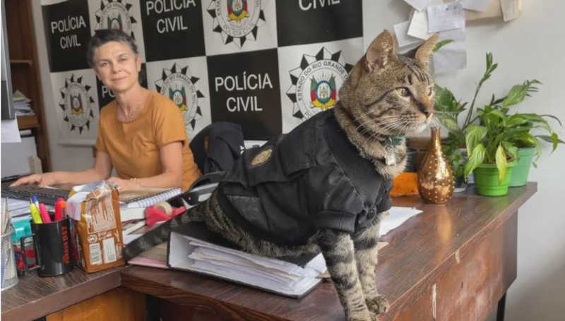 Delegacia no RS ganha reforço felino após gato de rua ser adotado por policiais