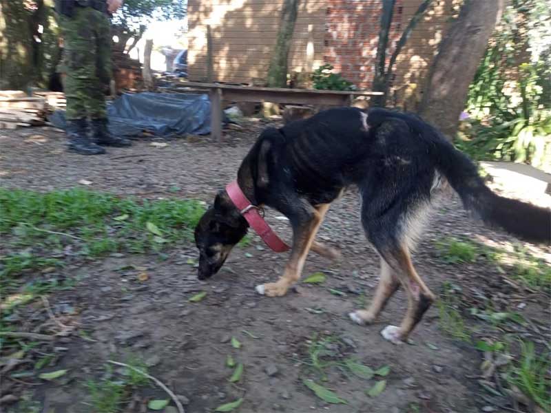 Homem é preso pela Brigada Militar por maus-tratos a uma cachorra atropelada em Canela, RS