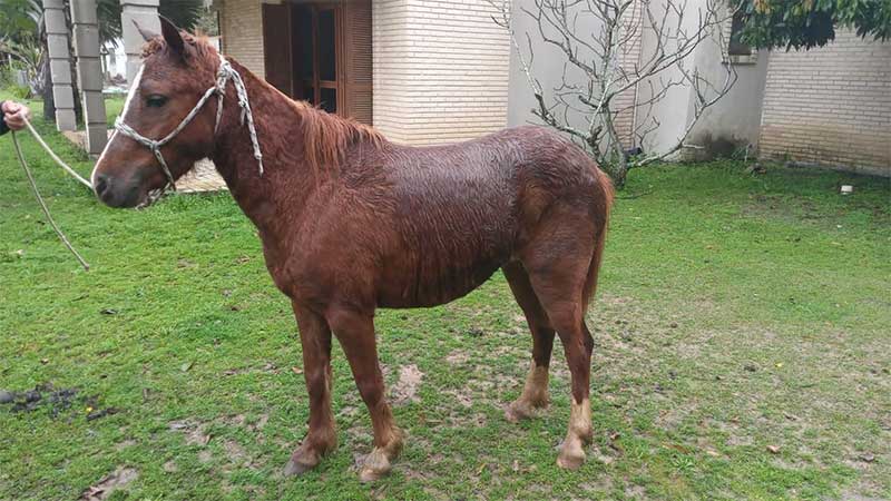 Em um mês, três cavalos recolhido das ruas já foram adotados em São Leopoldo (RS) após divulgação em site