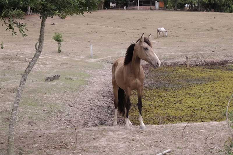 Propriedade abriga 42 cavalos resgatados no município para cuidados e tratamentos. Divulgação