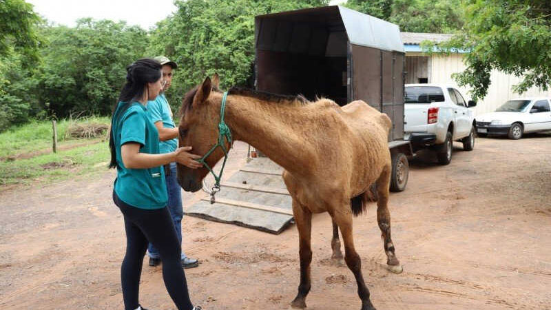 Crueldade: cavalo é queimado vivo em União; polícia investiga