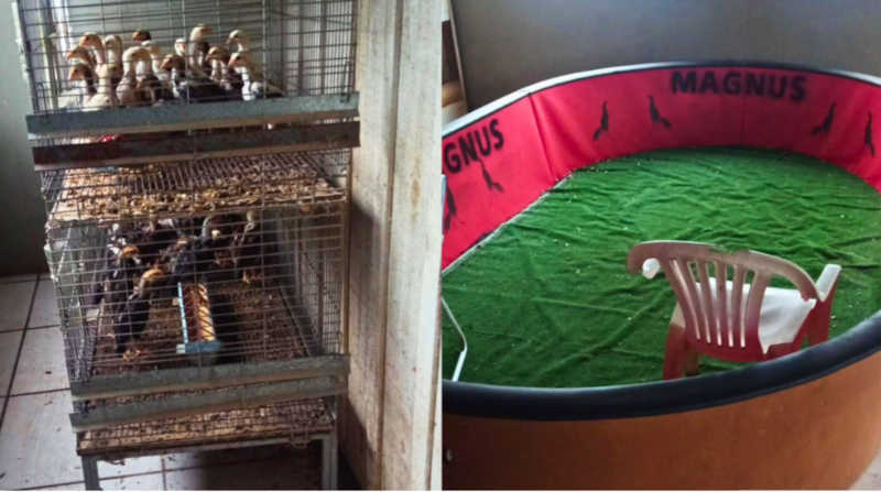 PATRAM fecha rinha de galo e apreende mais de 180 aves em situação de maus-tratos em Torres, RS