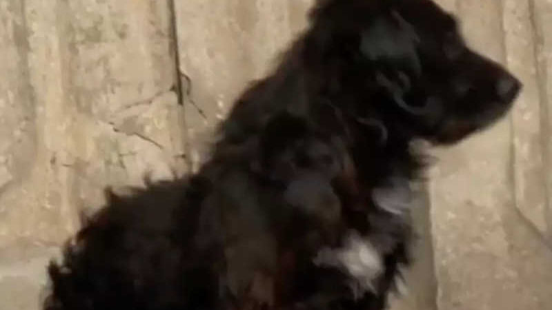 VÍDEO: cão espera há 3 anos pelo tutor que já morreu; ele ouve o sino da igreja e uiva