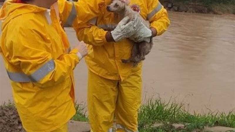 Bombeiros resgatam cadela que caiu no rio Itajaí-Mirim, em SC