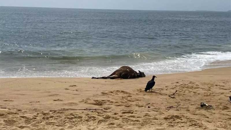 Boi aparece morto na praia do Estaleiro, em Balneário Camboriú, SC