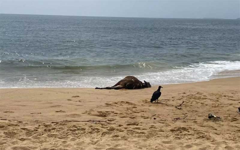 Boi aparece morto na praia do Estaleiro, em Balneário Camboriú, SC
