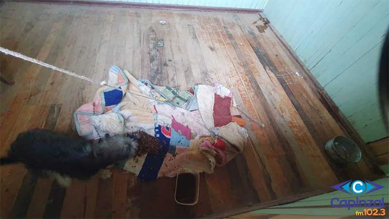 PM registra ocorrência de maus-tratos com animais no interior de Capinzal, SC