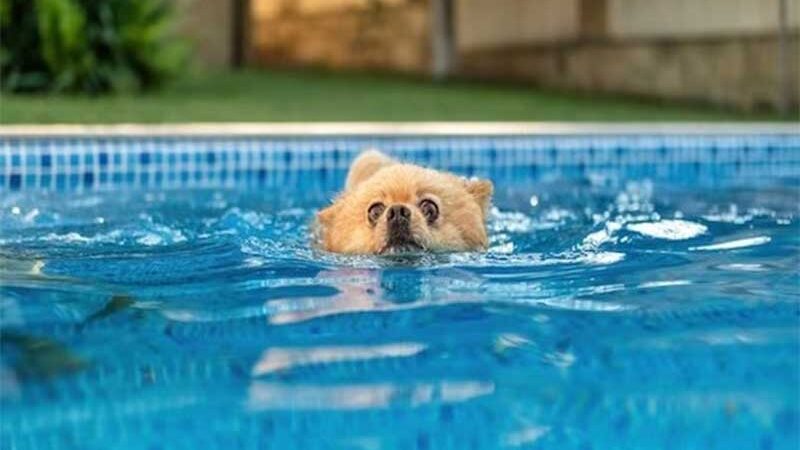 Tutora que deixou filhotes de cão morrerem afogados em piscina perde guarda de animais em SC