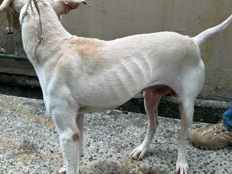 Escoriações e sinais de desnutrição indicaram maus tratos a cachorros apreendidos em Ilhota. – Foto: Divulgação/Polícia Militar Ambiental