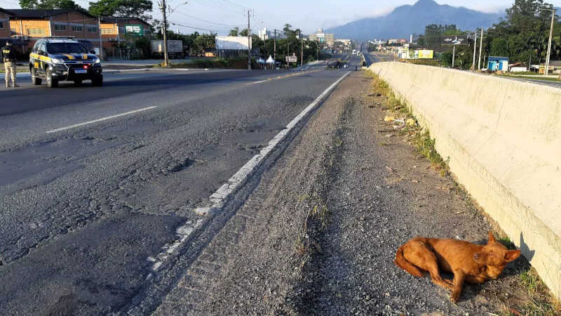Cachorro atropelado é salvo pela PRF no Vale do Itajaí