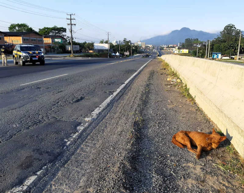 Cachorro atropelado é salvo pela PRF no Vale do Itajaí