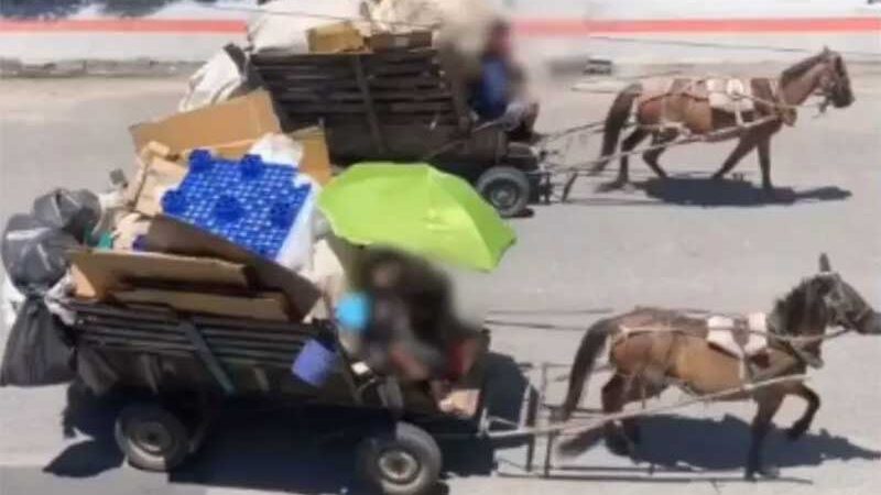 Dois cavalos são flagrados conduzindo carroças sob calor escaldante em Palhoça, SC