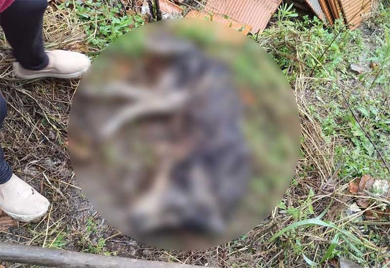 Homem é preso após enterrar cachorro vivo em Pouso Redondo, SC