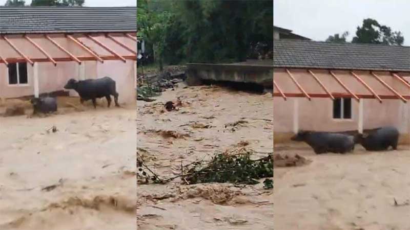 Búfalos são levados por correnteza durante fortes chuvas em Presidente Getúlio, SC