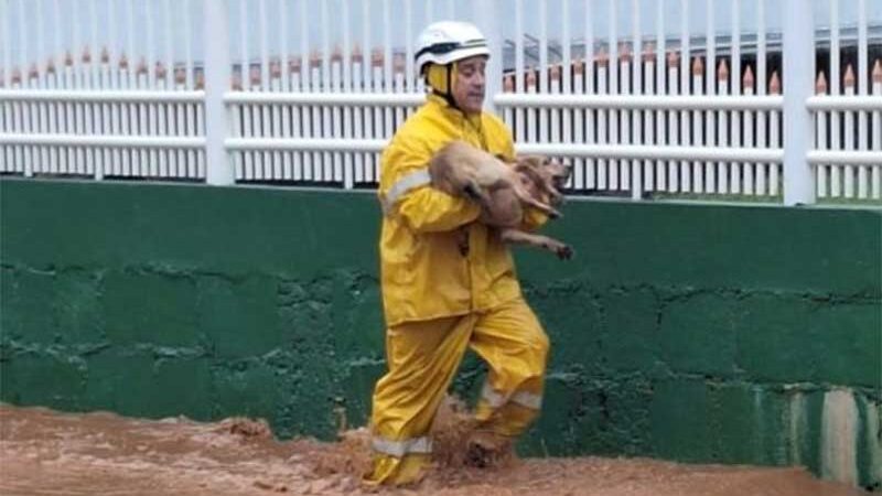 Heroísmo: bombeiro resgata cachorro durante enchente em Quilombo, SC