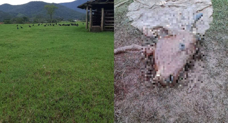 Criminosos matam touro, furtam carne e deixam apenas cabeça do animal em São João Batista, SC