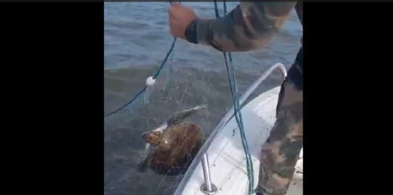 Tartaruga-marinha é resgatada após ficar presa em rede irregular no norte de SC