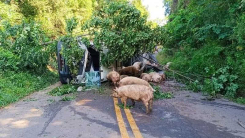 Acidente com caminhão de porcos deixa 15 animais mortos em SC