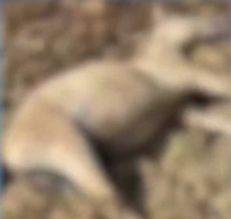 Seis animais morrem após ingerir água com veneno em Monte Alegre, SE