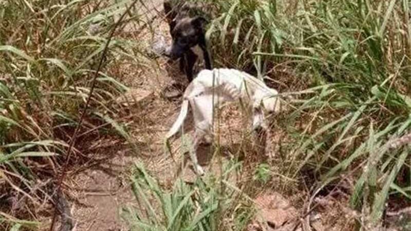 Polícia Civil resgata cães confinados sem alimento em Ribeirópolis, SE