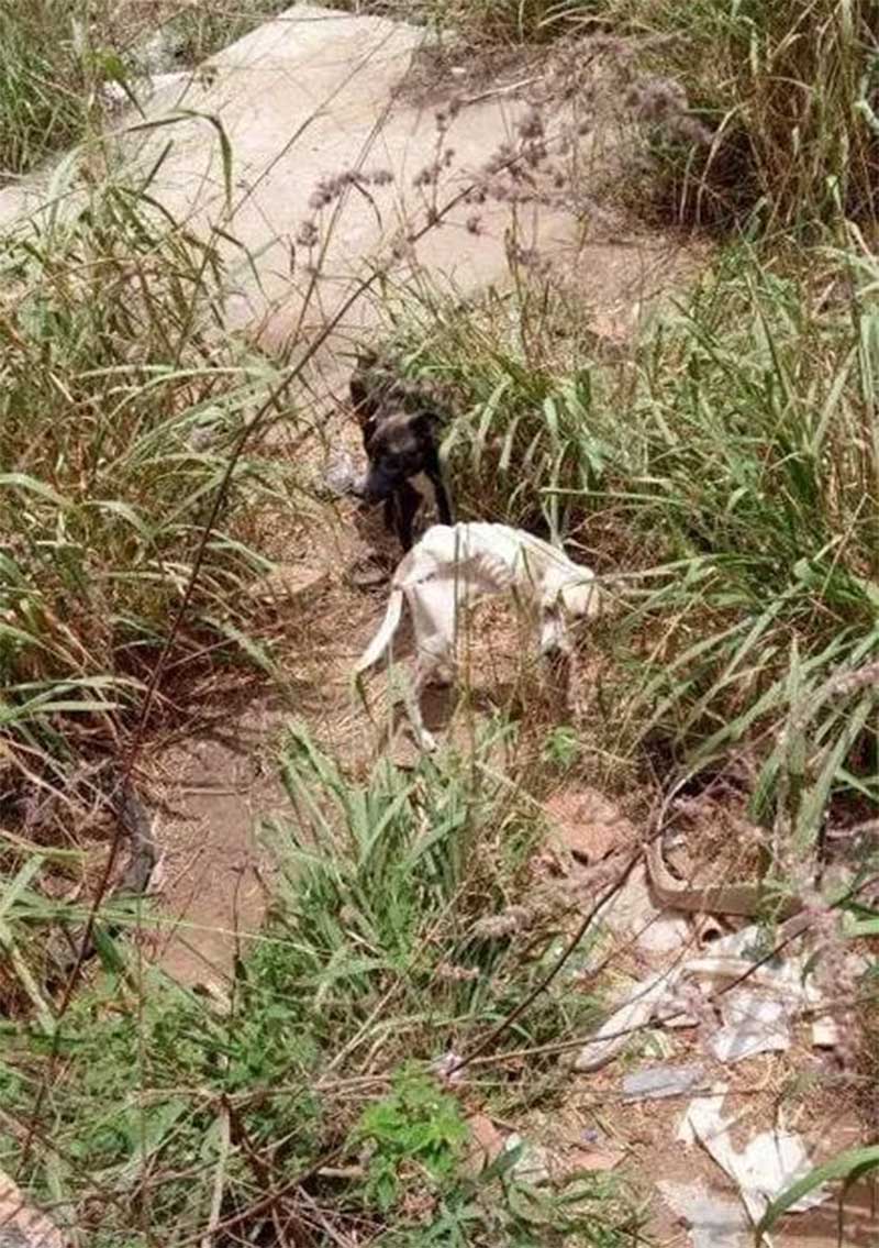 Polícia Civil resgata cães confinados sem alimento em Ribeirópolis, SE