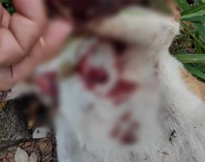 Casal de idosos encontra corpo de cão de estimação com marca de tiro: ‘Inconformados’
