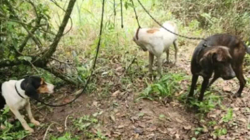 PM Ambiental localiza cinco cães de caça em reserva legal em Agudos, SP