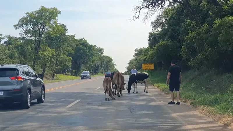 VÍDEO: vacas são flagradas no meio da pista da SP-225 em Analândia (SP) e motoristas retiram animais