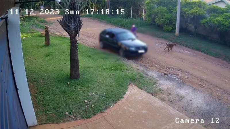 VÍDEO: após abandonar cachorro, casal é multado em R$ 6 mil em Araraquara, SP; animal desapareceu